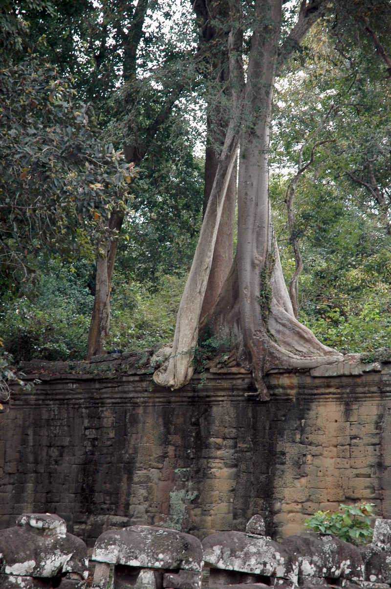 קמבודיה - העיר אנקור-טום - עץ על החומה