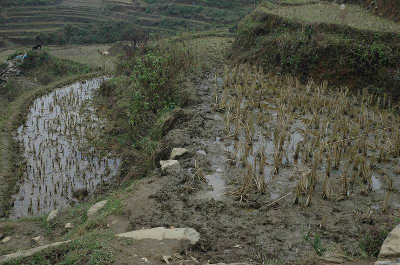 וייטנאם -גידול אורז