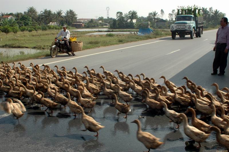 וייטנאם -זהירות! אווזים חוצים 