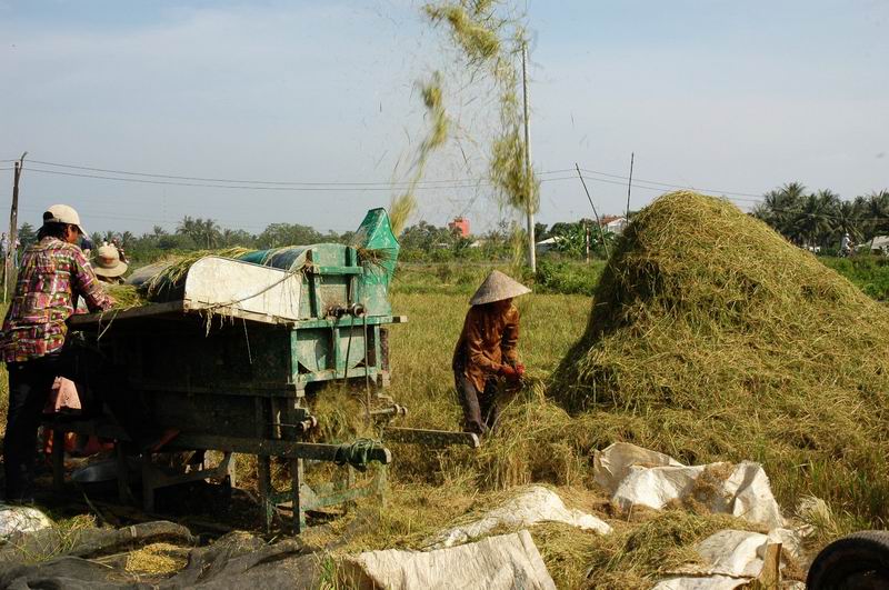 וייטנאם - דישת אורז