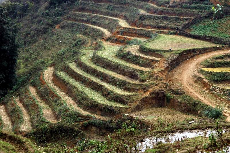 וייטנאם -מדרגות אורז