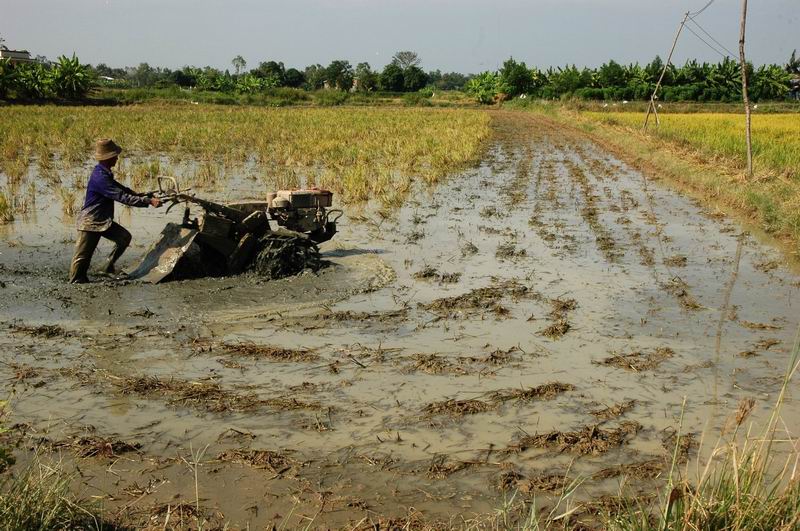 וייטנאם -עיבוד שדה אורז