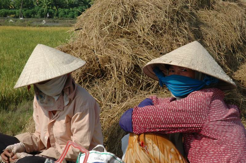וייטנאם -פועלות אורז