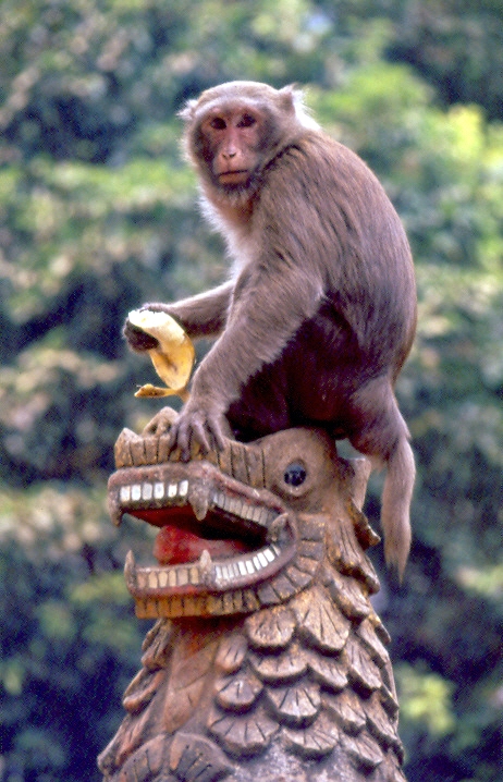 תאילנד - במקדש הקופים - באנג האם
