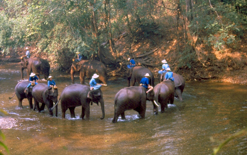 תאילנד - פילים ומאלפיהם בחוות פינג