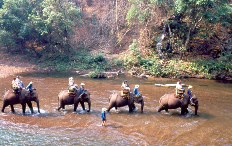 תאילנד - רכיבה על פילים - פינג