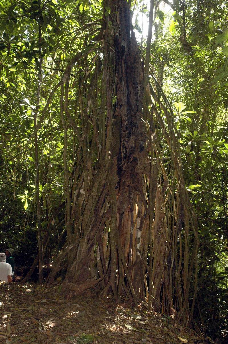 קוסטה-ריקה - גזעי עצים ביער הגשם  