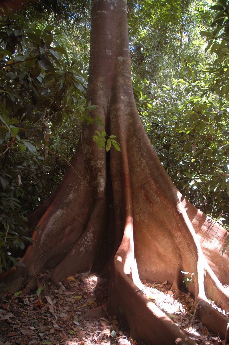 קוסטה-ריקה - גזעי עצים ביער הגשם 