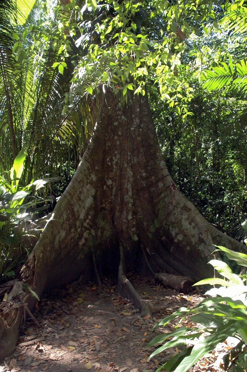 קוסטה-ריקה - גזעי עצים ביער הגשם