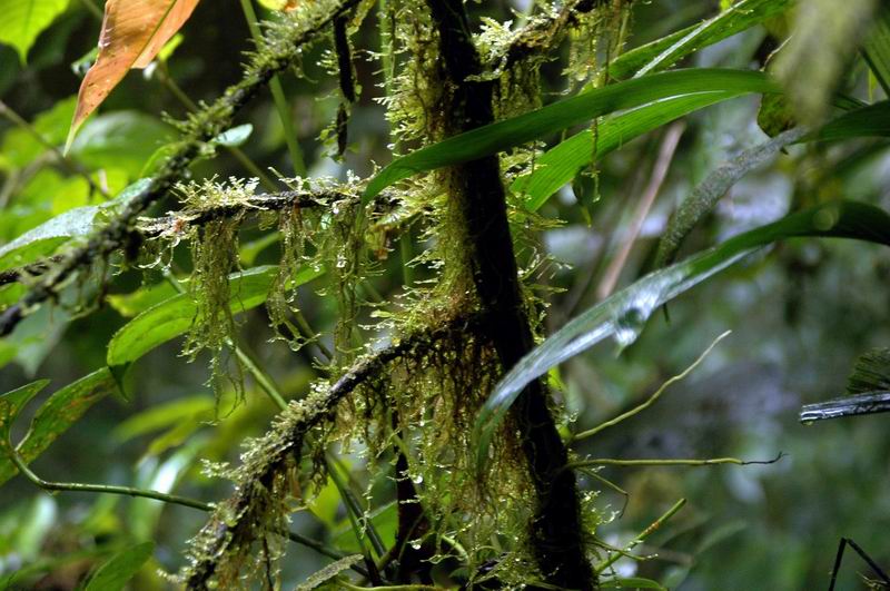 קוסטה-ריקה - טחבים ביער הגשם