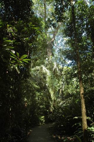 קוסטה-ריקה - נופי יער הגשם  