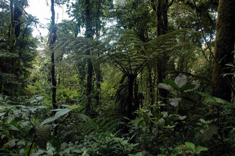 קוסטה-ריקה - נופי יער הגשם 