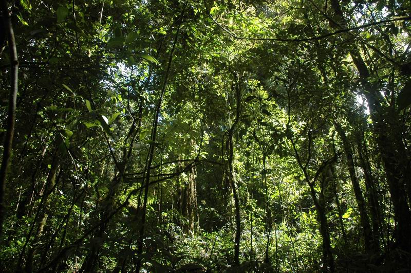 קוסטה-ריקה - נופי יער הגשם