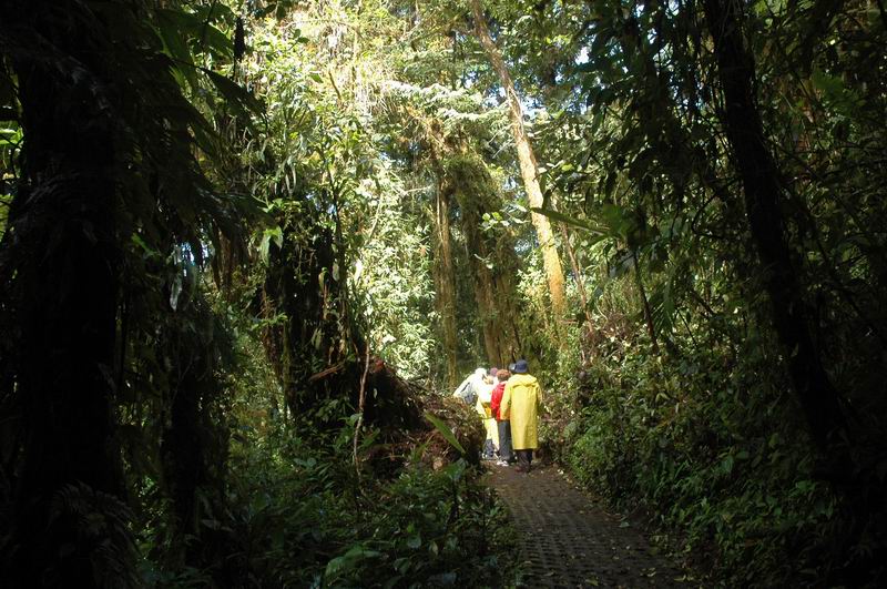 קוסטה-ריקה - סיור ביער הגשם