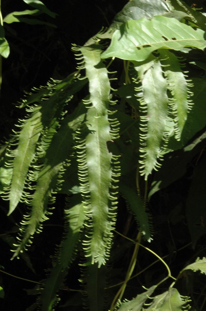 קוסטה-ריקה - צמחייה ביער הגשם