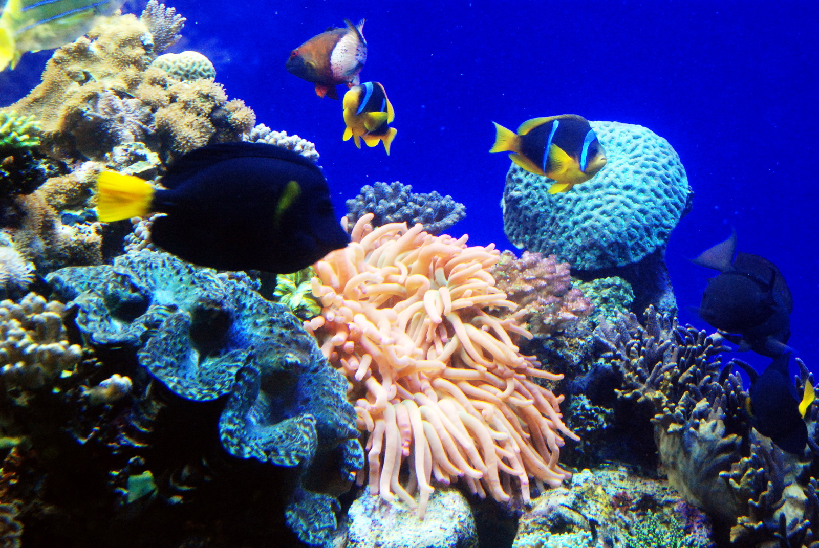 אילת - אלמוגים, שושנות ים ודגים