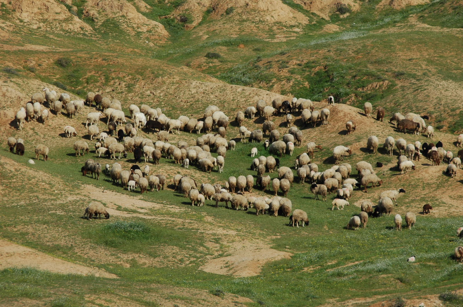 עדר כבשים במדבר יהודה